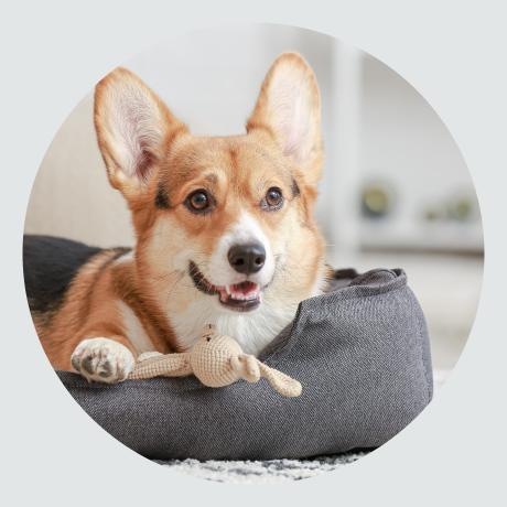 Pet Supplies